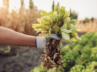 Supporting peanut growers in Argentina Supporting peanut growers in Argentina